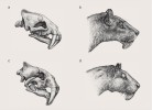 Zobrazení lebky a pravděpodobného vzhledu hlavy severoamerické šelmy Hoplophoneus mentalis (Nimravidae, Carnivora; a, b), svrchní eocén až spodní oligocén, a šelmy druhu Eusmilus bidentatus (Nimravidae; c, d) ze spodního  oligocénu Evropy. I přes nápadnou podobu obou druhů vznikly možná nezávisle z primitivnějších příslušníků čeledi Nimravidae. Pak by ovšem podčeleď Hoplophoneinae byla polyfyletická. Konečné rozřešení taxonomických  vztahů mezi jednotlivými rody a druhy je však obtížné, neboť existuje jen velmi málo kosterních pozůstatků. Kresba M. Chumchalová