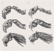 Postupná rekonstrukce kostry, svalů a dalších tkání hlavy a šíjové části krku u druhů Thylacosmilus atrox (a) a Smilodon fatalis (b). Je zřejmá obdobná  funkční morfologie krku v podobě  protáhlých obratlů, zesílených svalových úponů a průběhu vlastních svalů. Jejich celková podobnost je o to pozoruhodnější, že se vývojové linie obou druhů  od sebe oddělily nejpozději před zhruba  160 miliony let. Kresba M. Chumchalová; upraveno podle různých zdrojů uvedených v přehledu literatury