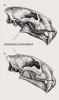 Vzájemné porovnání morfologie lebek rodů Amphimachairodus (a) a Machairodus (b). Za pozornost stojí zejména redukovaný korunní výběžek (processus coronoideus) na dolní čelisti u prvního z nich. Lebky nejsou zakresleny ve stejném měřítku. Kresba M. Chumchalová