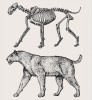 Rekonstrukce vzhledu a kostry  druhu Homotherium latidens z lokality Senéze ve Francii (spodní pleistocén, stáří ca 1,6 milionu let). Výška v kohoutku okolo 110 cm. Kresba M. Chumchalová
