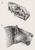 Rekonstrukce lebky a pravděpodobného vzhledu hlavy druhu Homotherium latidens. Upraveno podle různých  zdrojů uvedených v přehledu literatury na webové stránce Živy. Kresba M. Chumchalová
