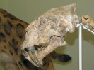 Detail lebky šavlozubé kočky druhu Megantereon cultridens z lokality Senéze ve Francii (spodní pleistocén, stáří ca 1,6 milionu let).  Originál kostry a zdařilý model zvířete v životní velikosti se nalézají v muzeu přírodní historie ve švýcarské Basileji. Snímek S. Knora