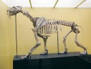 Kostra druhu Smilodon populator. Za pozornost stojí velmi zkrácená metapodia končetin, dlouhý krk a celkově neobyčejně robustní stavba skeletu. Snímek S. Knora