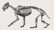Rekonstrukce kostry druhu Barbourofelis fricki ze svrchního miocénu Severní Ameriky. Lebka i postkraniální skelet vykazují všechny typické modifikace spojené s velmi pokročilou šavlozubou adaptací. Kresba M. Chumchalová