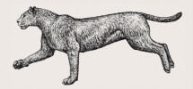 Pravděpodobný celkový vzhled  druhu Machairodus aphanistus (svrchní miocén, Eurasie), který se proporcemi nelišil od současných velkých koček. Kresba M. Chumchalová