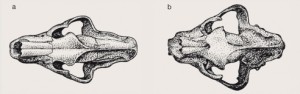 Porovnání proporcí lebek druhu M. aphanistus (a; španělská lokalita Batallones-1) a recentního lva (Panthera leo; b). Kresba M. Chumchalová