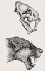 Rekonstrukce lebky a pravděpodobného vzhledu hlavy druhu Sansanosmilus palmidens z lokality Sansan ve Francii (střední miocén, MN5). Kresba M. Chumchalová