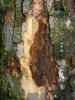 Čerstvá léze pod kůrou na kmeni javoru klenu (Acer pseudoplatanus) způsobená vřeckovýtrusnou houbou Cryptostroma corticale (Ascomycota), původcem sazné nemoci kůry. Foto K. Černý