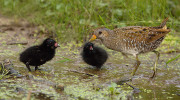 Chřástal kropenatý (Porzana porzana) s mláďaty v revitalizované části území v r. 2023. Foto J. Šťastný