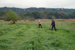 Obnova a údržba luk ručním kosením. Foto V. Šťastný