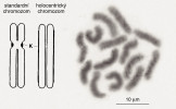 Schéma standardního a holocentrického chromozomu, mitotická metafáze (K – kinetochor). Chromozom se v této fázi skládá ze dvou chromatid, u standardního chromozomu propojených v centromeře, která nese kinetochor. U holocentrického chromozomu leží chromatidy samostatně, kinetochor pokrývá většinu povrchu chromozomu. Vpravo mitotická metafáze samce segestry florentské, tvořená 14 chromozomy. Exemplář z Kréty, okolí města Chania, poblíž kláštera Agia Triada. Orig. J. Král, foto B. Mlnáříková