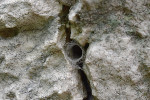 Ústí trubice segestry skalní ve spáře vápencové skály. Foto O. Machač