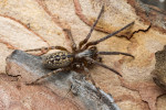 Samice segestry skalní (Segestria bavarica) se světlou linkou uprostřed tmavého pásu na hřbetě zadečku. Foto P. Krásenský