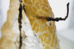 Detail kolonie sladkovodní mechovky bochnatky americké (Pectinatella magnifica). Povrch kolonie tvoří tenká žluto-hnědá vrstva složená z jednotlivých  živočichů velkých 1 mm (zoidů).  Vnitřní část je z průhledného gelového materiálu produkovaného zoidy, který slouží jako podkladová báze.  Foto R. Pechar (s laskavým svolením)