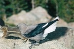 Krkavcovitý pták ořešník americký (Nucifraga columbiana) odhání hlodavce, který mu kradl potravu. Skalnaté hory, Colorado, USA (2010). Foto G. O. Krizek