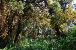 Horský deštný les Kamerunských hor hostí mnoho endemických druhů, včetně 28 ptačích. Foto O. Sedláček
