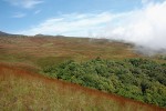 Horní hranice lesa na Kamerunské hoře ve výšce zhruba 2 300 m n. m.  je díky sopečné aktivitě velmi ostrá. Foto O. Sedláček