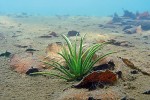 Dospělá šídlatka jezerní (Isoëtes lacustris) v Černém jezeře má v hloubce 3 m listy dlouhé nejvýše 8 cm (viz také srovnání s bukovým listím okolo). Porosty zde tvoří dospělé rostliny, jejichž kořeny nejsou poškozovány kyselou jezerní vodou s vysokými koncentracemi  toxického iontového hliníku. Od r. 2004 přežilo do dospělosti pouhých 17 klíčních rostlin. Tisíce dalších, kořenujících  ve svrchním sedimentu, každoročně  zničí prosakující jezerní voda, která je v současnosti extrémně toxická už  pouze přes zimu. Populace se vyskytuje v hloubce 1–4 m a lze ji sledovat  jen s pomocí potápěčské techniky. Foto M. Čtvrtlíková