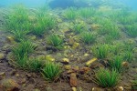 Porosty šídlatka jezerní v Černém jezeře tvoří dospělé rostliny, jejichž kořeny nejsou poškozovány kyselou jezerní vodou s vysokými koncentracemi  toxického iontového hliníku. Od r. 2004 přežilo do dospělosti pouhých 17 klíčních rostlin. Tisíce dalších, kořenujících  ve svrchním sedimentu, každoročně  zničí prosakující jezerní voda, která je v současnosti extrémně toxická už  pouze přes zimu. Populace se vyskytuje v hloubce 1–4 m a lze ji sledovat  jen s pomocí potápěčské techniky. Foto M. Čtvrtlíková