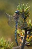 Šídlo horské (Aeshna caerulea) na porostu borovice kleče (Pinus mugo). Foto M. Waldhauser