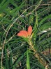 Místy se po stromech šplhá pandánovitá rostlina rodu Freycinetia s nápadnými červenými plodenstvími. Snímek J. Májsky