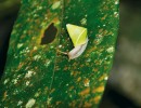 Klenotem zdejších plžů je druh Beddomea albizonatus. Snímek J. Májsky
