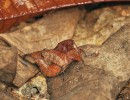 Mezi dobře se maskující zástupce hmyzu patří saranče z rodu Chorotypus. Snímek J. Májsky