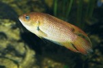 Rybí endemity ostrova zastupuje belontie cejlonská (Belontia signata), labyrintka zřídka chovaná v akváriích a známá pod starším názvem rájovec cejlonský. Snímek J. Májsky