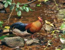V lesích Sinharaja žije národní pták ostrova, kur srílanský (Gallus lafayetii). Snímek J. Májsky