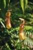 Typickou rostlinou osluněných okrajů lesa je masožravá láčkovka cejlonská (Nepenthes distillatoria). Snímek J. Májsky