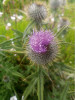 Ježatý pyl pcháče/bodláku (Cirsium/Carduus) patří v paleoekologickém záznamu k těm vzácnějším druhům.