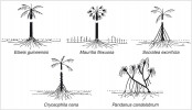 Hlavní organizační modely kořenové soustavy jednoděložných tropických rostlin z čeledi arekovitých (Arecaceae, palmy) a pandánovitých (Pandanaceae) bez sekundárního tloustnutí. Orig. J. Jeník (Kořeny a kořání stromů, 2014)
