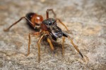 Samec skákavky mravenčí  (Myrmarachne formicaria),  evropského pavouka roku 2019. Foto R. Šich
