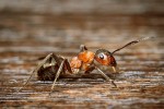 Mravenec z druhového komplexu m. lesního (Formica rufa) – mimetický vzor, jehož vzhled skákavka mravenčí napodobuje. Foto R. Šich