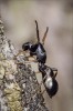 Samec skákavky mravencovité (Leptorchestes berolinensis). Druh žije v nejteplejších oblastech ČR. Foto R. Šich