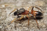Samec skákavky mravenčí  (Myrmarachne formicaria),  evropského pavouka roku 2019. Foto R. Šich