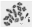 Uspořádání 28 chromozomů v profázi prvního meiotického dělení (diplotene) u slíďáka Waglerova (Pardosa wagleri). Figuru tvoří 13 bivalentů (tj. dvojic homologních chromozomů) a dva pohlavní chromozomy X (označeny  šipkami). V naší vlasti obývá tento druh jedinou známou lokalitu – Čertovy schody v Českém krasu. Foto J. Král