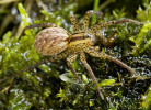 Samice slíďáka tečkovaného (Hygrolycosa rubrofasciata). Foto A. Grabolle