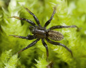 Samec slíďáka tečkovaného (Hygrolycosa rubrofasciata). Foto A. Grabolle