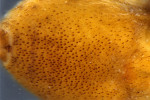 Samci slíďáka tečkovaného (Hygrolycosa rubrofasciata) mají na břišní straně zadečku krátké trny, které jim umožňují při námluvách bubnovat na suché listy.  Foto Ch. Hörweg