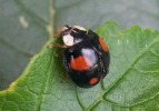 Melanická forma slunéčka východního – spectabilis se dvěma červenými  skvrnami na každé krovce. Foto J. Skuhrovec 