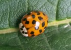 Slunéčko východní (Harmonia  axyridis), dominantní světle oranžová  až červená forma succinea s větším počtem malých černých teček. Foto J. Skuhrovec 