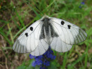 Jasoň dymnivkový (Parnassius mnemosyne) aktivuje – létá, vyhledává potravu, příležitosti k páření apod. – pouze během oslunění stanoviště. Foto J. Richtr