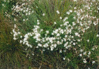 Na lodyhách hvozdíku pozdního (Dianthus serotinus) se za jasna a horka brouci Sphenoptera substriata páří a s oblibou sluní, na velkých trsech je najdeme i početněji. Foto P. Kokeš