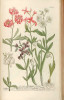 V prvním barevně tištěném herbáři Phytanthoza z r. 1742 najdeme sněženky a bledule společně s fialami (Matthiola), s nimiž byly řazeny do rodu Leucojum. Na straně str. 728 je vyobrazena také plnokvětá sněženka. Z archivu autora