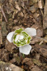 Většina pěstovaných sněženek pochází z odrůdy Galanthus nivalis ′Flore Pleno′. Vzácně je možné najít plnokvěté mutace sněženky podsněžníku i v přírodních populacích, jako je tato z údolí Kačáku v Českém krasu. Rostlina má tyčinky přeměněné v okvětní lístky. Foto P. Sekerka 