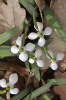 Příklad odchylek u rostlin  v PR Úpor – květy čtyřčetné. Foto P. Sekerka