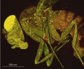 Vizualizace aktivity imunitních  buněk – snímek octomilky v konfokálním optickém mikroskopu. Pokud fluorescenčně značené imunitní buňky pohltí (fagocytují) červeně značený materiál (barvivo senzitivní na změnu pH), změní zelenou barvu na žlutou. Foto A. Bajgar
