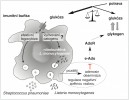 Model regulace energie mimobuněčným adenosinem (e-Ado) a jeho vliv na interakci hostitel – patogen. Adenosin uvolňovaný z imunitních buněk způsobuje přes adenosinový receptor (AdoR)  celkový metabolický přesmyk na úrovni organismu, který vede k vyšší koncentraci glukózy v hemolymfě potlačením  jejího ukládání do energetických zásob v podobě glykogenu. Glukóza je nezbytná pro účinnou imunitní odpověď,  což bylo ukázáno na efektivní fagocytóze streptokoka Streptococcus pneumoniae. Zásoby glukózy ale nejsou nevyčerpatelné a glukóza je navíc využívána také patogenem na jeho množení, když unikne imunitnímu systému např. přechodem do buňky, jako v případě bakterie Listeria monocytogenes (blíže v textu). Imunitní buňky proto později produkují enzym adenosin deaminázu, který snižuje (značka T) množství mimobuněčného adenosinu, což vede ke snížení dostupné glukózy.  Podle: A. Bajgar a T. Doležal (2018)
