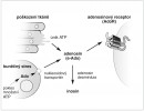 Adenosinová regulační kaskáda.  Při poškození tkáně z ní vytéká adenosintrifosfát (ATP) a kaskádou enzymů  je přeměněn na adenosin (Ado; e-Ado –  mimobuněčný adenosin). Adenosin také vzniká při metabolickém stresu buňky – např. při nedostatku energie u rychle se množících imunitních buněk s aerobní glykolýzou. Zde adenosin vzniká opět z ATP a z buňky je uvolněn nukleosidovým transportérem. Mimo buňku se poté váže na adenosinový receptor (AdoR) a spouští řadu reakcí zprostředkovávajících metabolický přesmyk. Množství adenosinu je regulováno enzymem adenosin deaminázou, jenž mění adenosin na inosin, tedy jiný nukleosid.  Orig. T. Doležal, upraveno